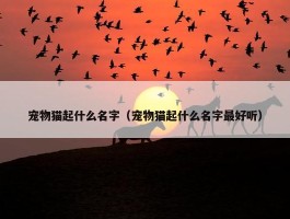 宠物猫起什么名字（宠物猫起什么名字最好听）