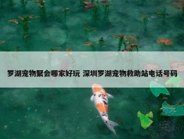 罗湖宠物聚会哪家好玩 深圳罗湖宠物救助站电话号码