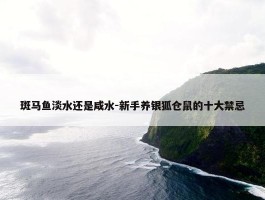 斑马鱼淡水还是咸水-新手养银狐仓鼠的十大禁忌