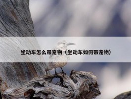 坐动车怎么带宠物（坐动车如何带宠物）