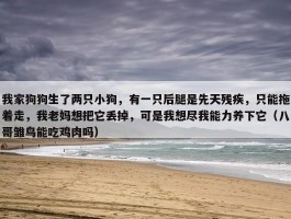 我家狗狗生了两只小狗，有一只后腿是先天残疾，只能拖着走，我老妈想把它丢掉，可是我想尽我能力养下它（八哥雏鸟能吃鸡肉吗）