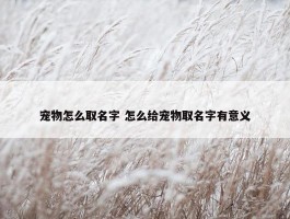 宠物怎么取名字 怎么给宠物取名字有意义