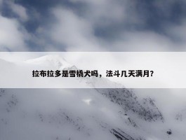 拉布拉多是雪橇犬吗，法斗几天满月？