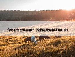 宠物毛发怎样清理好（宠物毛发怎样清理好看）