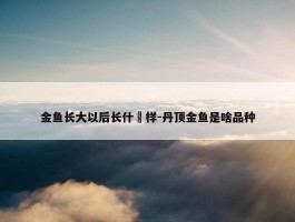 金鱼长大以后长什麼样-丹顶金鱼是啥品种