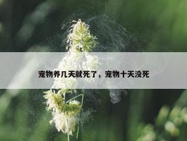 宠物养几天就死了，宠物十天没死