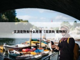 流浪宠物有什么危害（流浪狗 宠物狗）