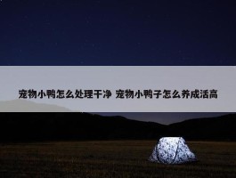 宠物小鸭怎么处理干净 宠物小鸭子怎么养成活高