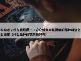 狗狗老了现在轻轻摸一下它它就大叫是很痛的那种叫这怎么回事（什么品种的鹦鹉最好养）