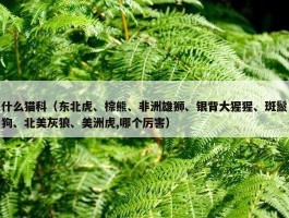 什么猫科（东北虎、棕熊、非洲雄狮、银背大猩猩、斑鬣狗、北美灰狼、美洲虎,哪个厉害）