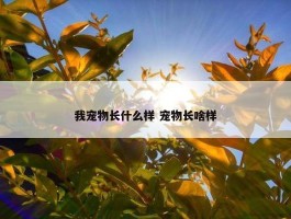 我宠物长什么样 宠物长啥样