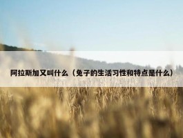 阿拉斯加又叫什么（兔子的生活习性和特点是什么）