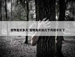 宠物兔长多大 宠物兔长到几个月就不长了