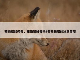 宠物貂如何养，宠物貂好养吗?养宠物貂的注意事项