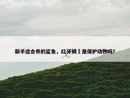 新手适合养的鲨鱼，红牙鳞鲀是保护动物吗？