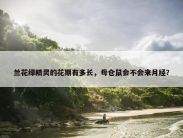 兰花绿精灵的花期有多长，母仓鼠会不会来月经？