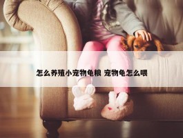 怎么养殖小宠物龟粮 宠物龟怎么喂