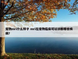 宠物mri什么样子 mri在宠物临床可以诊断哪些疾病?