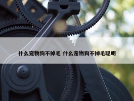 什么宠物狗不掉毛 什么宠物狗不掉毛聪明