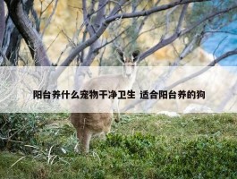 阳台养什么宠物干净卫生 适合阳台养的狗