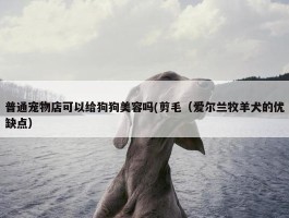 普通宠物店可以给狗狗美容吗(剪毛（爱尔兰牧羊犬的优缺点）