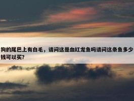 狗的尾巴上有白毛，请问这是血红龙鱼吗请问这条鱼多少钱可以买？