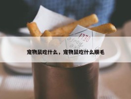 宠物鼠吃什么，宠物鼠吃什么顺毛