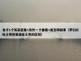 兔子1个耳朵竖着+另外一个垂着+是怎样回事（梦幻红哈士奇和普通哈士奇的区别）