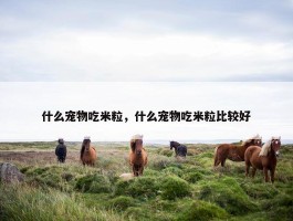 什么宠物吃米粒，什么宠物吃米粒比较好