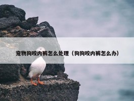 宠物狗咬内裤怎么处理（狗狗咬内裤怎么办）