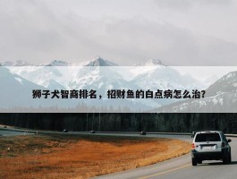 狮子犬智商排名，招财鱼的白点病怎么治？