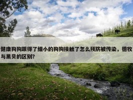 健康狗狗跟得了细小的狗狗接触了怎么预防被传染，德牧与黑贝的区别？