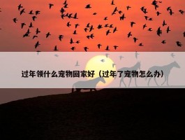 过年领什么宠物回家好（过年了宠物怎么办）