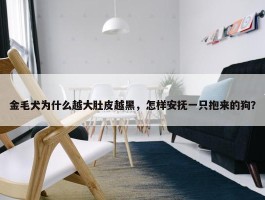 金毛犬为什么越大肚皮越黑，怎样安抚一只抱来的狗？