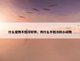 什么宠物不怕冷好养，养什么不怕冷的小动物