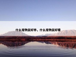 什么宠物鼠好养，什么宠物鼠好看