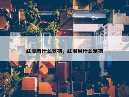 红眼有什么宠物，红眼用什么宠物