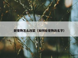 新宠物怎么改装（如何给宠物改名字）