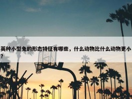 英种小型兔的形态特征有哪些，什么动物比什么动物更小？