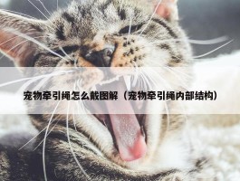 宠物牵引绳怎么戴图解（宠物牵引绳内部结构）