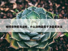 哪样宠物爱洗澡呢，什么动物最爱干净最爱洗澡