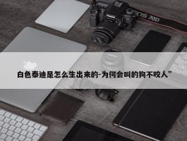 白色泰迪是怎么生出来的-为何会叫的狗不咬人”