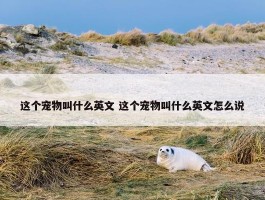 这个宠物叫什么英文 这个宠物叫什么英文怎么说