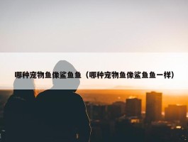 哪种宠物鱼像鲨鱼鱼（哪种宠物鱼像鲨鱼鱼一样）