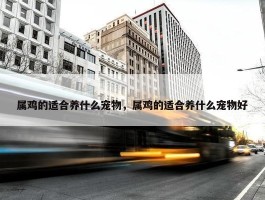 属鸡的适合养什么宠物，属鸡的适合养什么宠物好