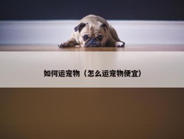 如何运宠物（怎么运宠物便宜）