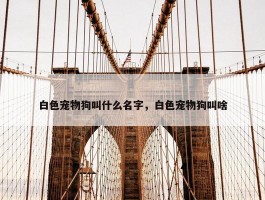 白色宠物狗叫什么名字，白色宠物狗叫啥