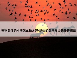 宠物兔住的小房怎么做才好-新生的兔子多少天睁开眼睛