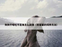 狗狗干呕吐不出来怎么回事（寄居蟹的饲养方法）