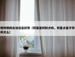 哪种鹦鹉会说话且好养（柯基是柯利犬吗，柯基犬属于柯利犬么）